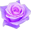 purplerose