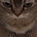 kat