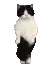 CatTime3
