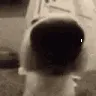 SNIFFA SNIFFA