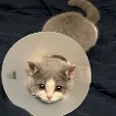 meow