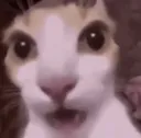 shocketcat