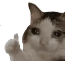 cat_thumb
