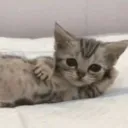 rizzcat