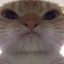 CATANGRY