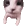 catkiss