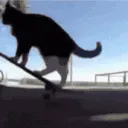 CatSkateBoard