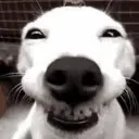 SmileDog SmileDog