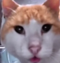 UglyCat Discord emoji