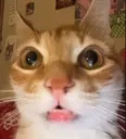 ermstare