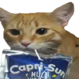 sipping