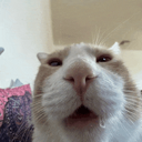 catwhat Discord emoji