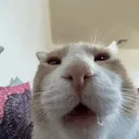 catwhat catwhat