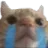 catsob