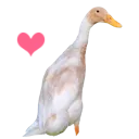 duck