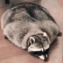 SplootCoon Discord emoji