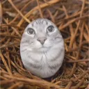CatEggYay CatEggYay