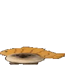 fishcatgif