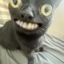 weirdcat weirdcat