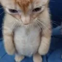 chubbycat chubbycat