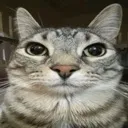 loafcat loafcat