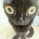 traumatizedcat traumatizedcat