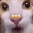 shockedcat shockedcat