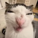 huhcat huhcat