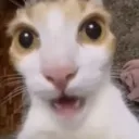 flabergastedcat flabergastedcat