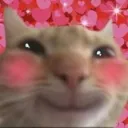 blushycat blushycat