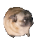 Dance_Dog Discord emoji