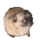 Dance_Dog Dance_Dog