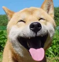 SmileyDog