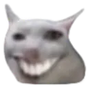 gatoepico gatoepico