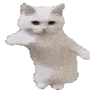 CatDance