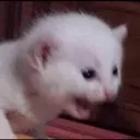 screamcat