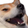 dogekek