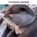 otterlyshocked