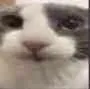 catstare
