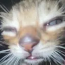 dronkcat