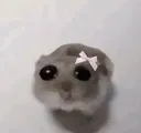 hamstercoquet