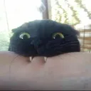 nom nom
