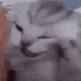 catmeowkittencryscream