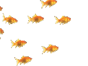 fishies