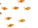 fishies
