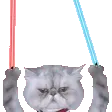 jedi_cat jedi_cat