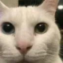 cherrNekoStare