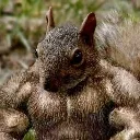 Ratatoskrcasada