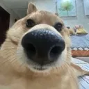 huh huh