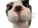 cat_uh_huh cat_uh_huh